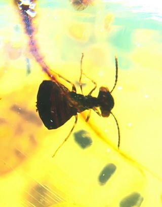 Extinct Alienoptera Larva&roach Burmite Myanmar Amber Insect Fossil Dinosaur Age