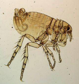 Antique Microscope Slide By J.  & T.  Jones.  " Flea ".