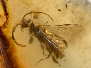 Uncommon Wasp Hornet Burmite Myanmar Burmese Amber Insect Fossil Dinosaur Age