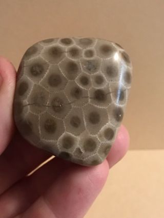 Polished Petoskey Stone 1.  86oz,  5.  2” Circumference
