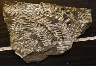 8×5.  5 " Museum Quality Carboniferous Fern Fossil Myriad Of Pecopteris Fronds