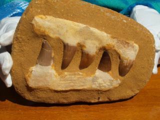 Mosasaur Dinosaur Jaw Section With Teeth Fossil 6.  5 " Inch
