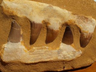 Mosasaur Dinosaur Jaw Section with Teeth Fossil 6.  5 