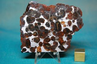 Sericho Pallasite Meteorite 63.  6 Grams
