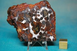 Sericho Pallasite meteorite 63.  6 grams 2