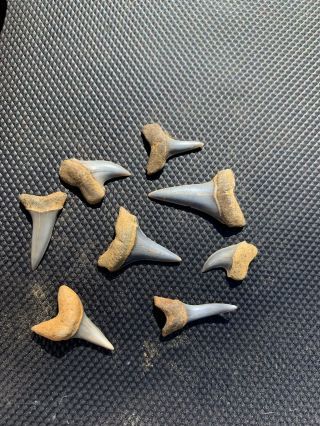 8 Bakersfield Fossil Sharktooth Hill Shark Teeth Isurus Hastalis Planus