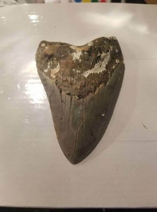 4.  53 Inch Prehistoric Megalodon Sharks Tooth Fossil