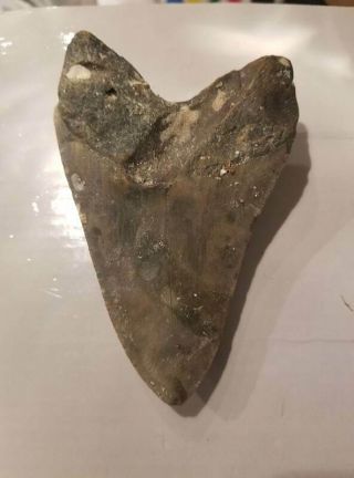 4.  53 Inch Prehistoric Megalodon Sharks Tooth Fossil 2