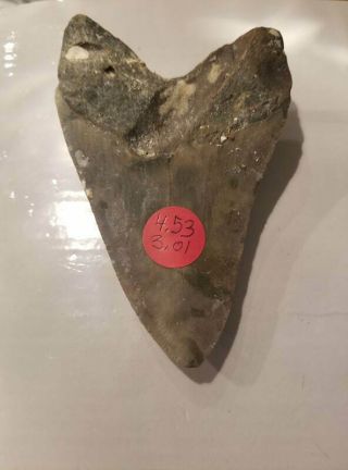 4.  53 Inch Prehistoric Megalodon Sharks Tooth Fossil 3