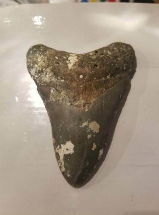 4.  32 Inch Prehistoric Megalodon Sharks Tooth Fossil