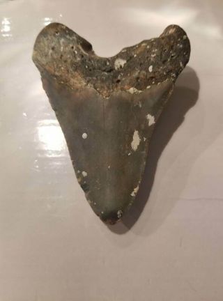 4.  32 Inch Prehistoric Megalodon Sharks Tooth Fossil 2