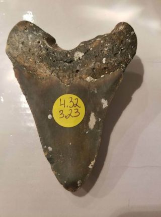 4.  32 Inch Prehistoric Megalodon Sharks Tooth Fossil 3