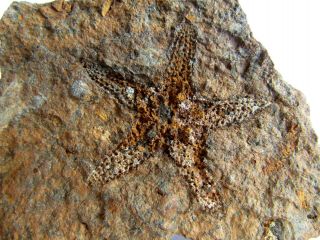 Top - Plate With Rare And Excellente Starfish Stenaster.  Morocco.  Nº5