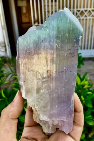 719 Gram Top Quality Terminated Bi Color Kunzite Crystal @afghanistan