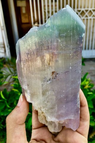 719 Gram Top Quality Terminated Bi Color Kunzite Crystal @Afghanistan 3