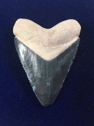 Classic Bone Valley Otodus Megalodon Fossil Shark Tooth Bone Valley,  Fl