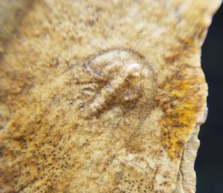 Uncommon Complete Juvenile Olenellus Trilobite From The Cambrian Of Nevada