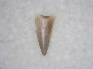 Coelophysis Tooth 05 - Bull Canyon Formation,  Triassic Age Dinosaur Fossil