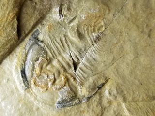 Good Size Olenellus Gilberti Trilobite Fossil From The Cambrian Of Nevada