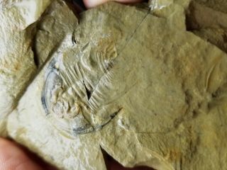 Good size Olenellus gilberti trilobite fossil from the Cambrian of Nevada 2