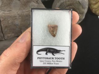 Phytosaur Tooth 01 - Bull Canyon Fm,  Triassic Age Fossil