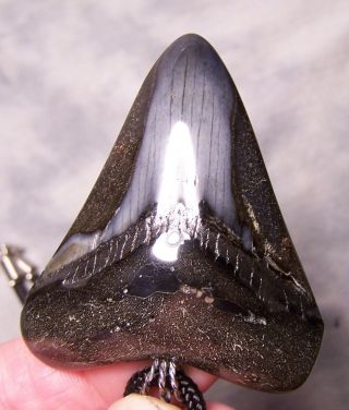 2 7/16 " Megalodon Shark Tooth Teeth Wireless Pendant Fossil Necklace Jaw Scuba