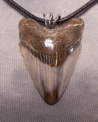 1 5/8 " Megalodon Shark Tooth Teeth Wireless Pendant Fossil Necklace Jaw Scuba