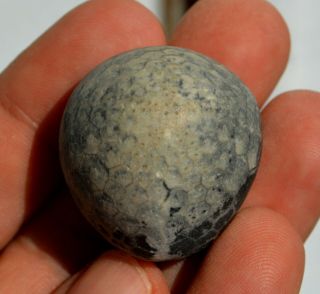 Fossil Echinoid Sea Urchin Seeigel Oursin Erizo Paleocene Ovulaster Bulgaria D17