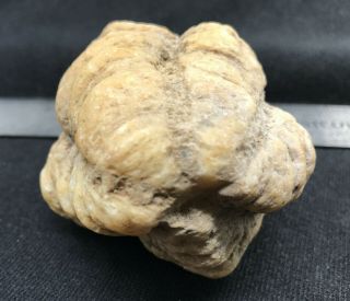 Large Geodized Crinoid calyx and arms fossil from Indiana 4