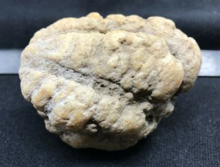Large Geodized Crinoid calyx and arms fossil from Indiana 5
