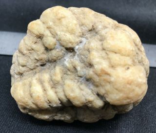 Large Geodized Crinoid calyx and arms fossil from Indiana 7