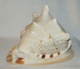 Queen Horned Helmet Conch Shell White And Brown 10 1/2 "