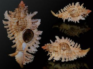 Seashell Murex Chicoreus Dilectus Increadible Long Spines.  58.  4 Mm F,  /gem