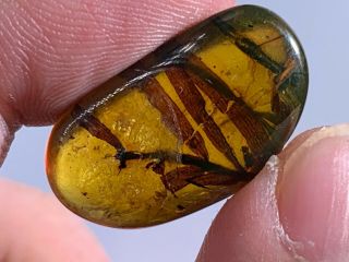 Unique Unknown Plant Tree Leaf Burmite Myanmar Amber Insect Fossil Dinosaur Age