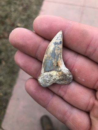 Bakersfield Fossil Shark Teeth Shark Tooth Hill Isurus Planus Extinct