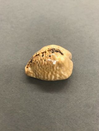 Cypraea mus donmoorei Gem 40.  30 mm Colombia.  shell 3