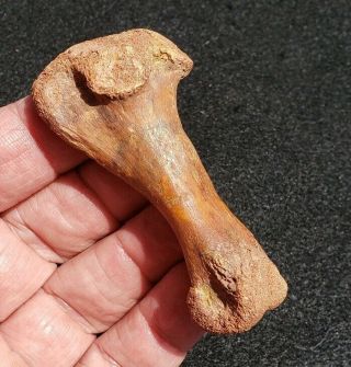 Fossil Dinosaur Era Crocodile Hand Bone North Africa