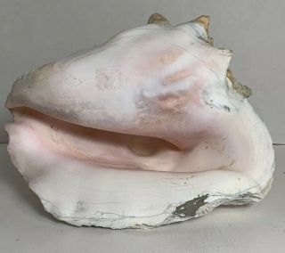 Large Vintage Pink Queen Conch Sea Shell 9.  5”X7.  5” Seashell Nautical Decor 2