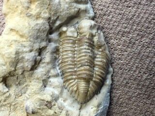 Geological Enterprises Ordovician Fossil Trilobite Encrinuroides Capitonis Okla