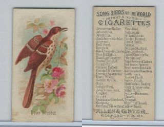 N23 Allen & Ginter,  Song Birds Of The World,  1890,  Brown Thrasher