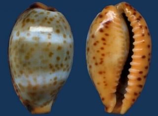 Shell Cypraea Johnsonorum Seashell