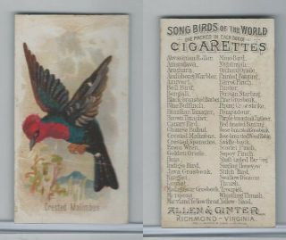 N23 Allen & Ginter,  Song Birds Of The World,  1890,  Crested Malimbus