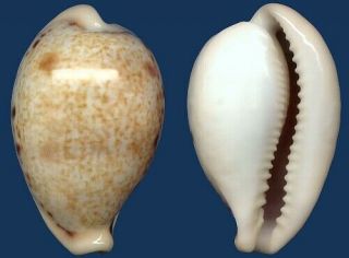Shell Cypraea Hungerfordi Coucomi Seashell