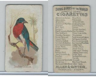 N23 Allen & Ginter,  Song Birds Of The World,  1890,  Swallow Dicaeum