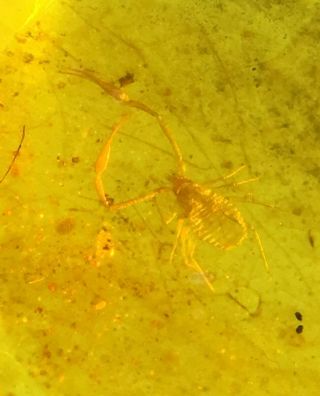 Rare Pseudoscorpionida.  Burmite 100 Natural Myanmar Insect Amber Fossil.