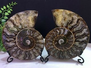 366g Natural A Ancient Ammonite Fossils Slice Nautilus Jade Shell,  Stand