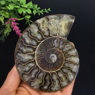 366g Natural A Ancient Ammonite Fossils Slice Nautilus Jade Shell,  Stand 2
