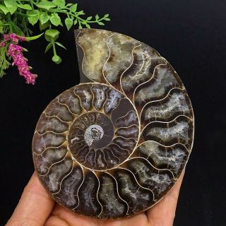 366g Natural A Ancient Ammonite Fossils Slice Nautilus Jade Shell,  Stand 3