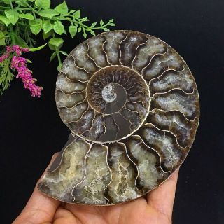 366g Natural A Ancient Ammonite Fossils Slice Nautilus Jade Shell,  Stand 4