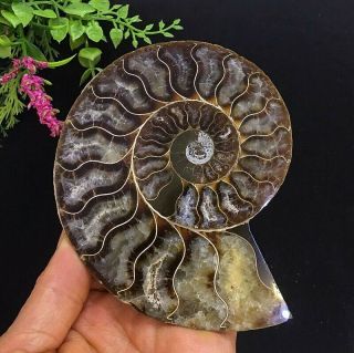 366g Natural A Ancient Ammonite Fossils Slice Nautilus Jade Shell,  Stand 5